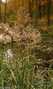 Attēlu rezultāti vaicājumam “Glyceria maxima fruit”