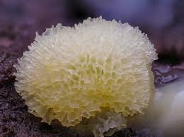 Attēlu rezultāti vaicājumam “Craterium minutum macro”