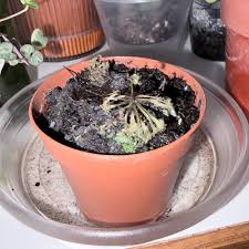 Attēlu rezultāti vaicājumam “Drosera x obovata leaf”