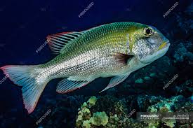 Image result for Monotaxis grandoculis