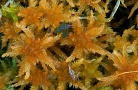 Attēlu rezultāti vaicājumam “Sphagnum contortum”