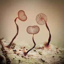 Attēlu rezultāti vaicājumam “Comatricha nigra stalked”