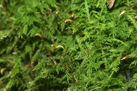 Attēlu rezultāti vaicājumam “Thuidium”