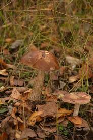 Attēlu rezultāti vaicājumam “Leccinum melaneum”