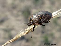 Attēlu rezultāti vaicājumam “Jalla dumosa”