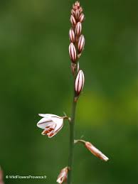 Image result for Asphodelus fistulosus