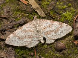 Attēlu rezultāti vaicājumam “Hydrelia sylvata”
