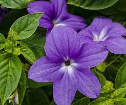 Image result for Browallia speciosa