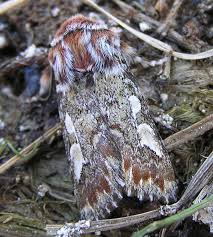 Attēlu rezultāti vaicājumam “Panolis flammea”