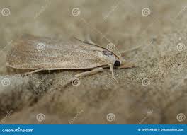 Attēlu rezultāti vaicājumam “Calamotropha paludella”