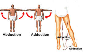 Image result for body midline