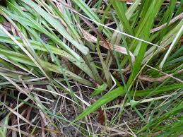 Attēlu rezultāti vaicājumam “Carex pilosa leaf”