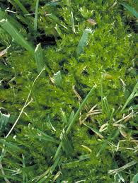 Attēlu rezultāti vaicājumam “Brachythecium salebrosum”