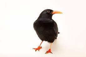 Image result for Pyrrhocorax pyrrhocorax