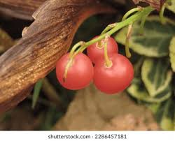 Attēlu rezultāti vaicājumam “Convallaria majalis fruit”