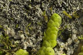 Attēlu rezultāti vaicājumam “Parmeliella triptophylla”