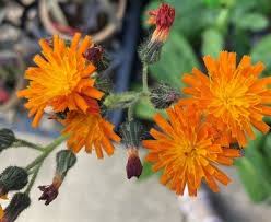 Attēlu rezultāti vaicājumam “Pilosella aurantiaca flower”
