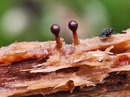 Attēlu rezultāti vaicājumam “Trichia contorta macro”