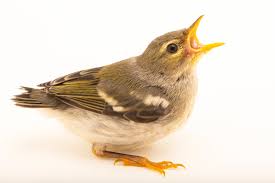 Image result for Parula americana