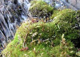 Attēlu rezultāti vaicājumam “Cynodontium strumiferum”