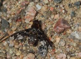 Attēlu rezultāti vaicājumam “Exoprosopa capucina”