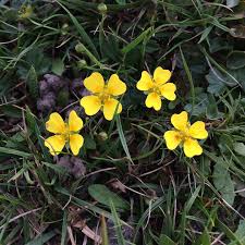 Image result for Potentilla tormentilla