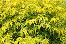 Attēlu rezultāti vaicājumam “Sambucus racemosa leaf”