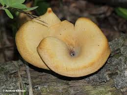 Attēlu rezultāti vaicājumam “Polyporus varius”