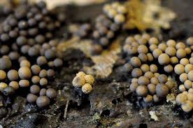 Attēlu rezultāti vaicājumam “Cribraria martinii macro”