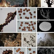 Attēlu rezultāti vaicājumam “Amaurochaete atra young”