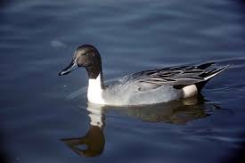 Attēlu rezultāti vaicājumam “Anas acuta male”