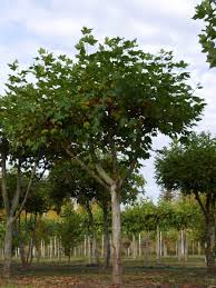 Attēlu rezultāti vaicājumam “Platanus x hispanica (syn. Platanus x acerifolia)”