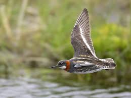 Attēlu rezultāti vaicājumam “Phalaropus lobatus”