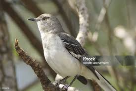 Image result for Mimus polyglottos