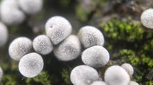 Attēlu rezultāti vaicājumam “Physarum penetrale macro”