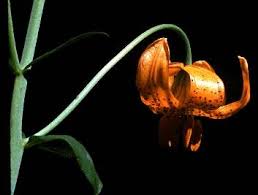 Attēlu rezultāti vaicājumam “Empetraceae”