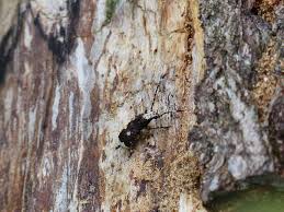 Attēlu rezultāti vaicājumam “Platystomos albinus”