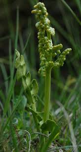 Attēlu rezultāti vaicājumam “Botrychium lunaria”