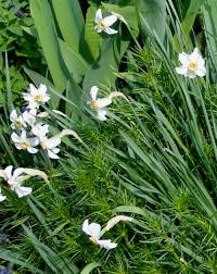 Attēlu rezultāti vaicājumam “Narcissus poeticus”