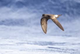 Image result for Oceanodroma castro