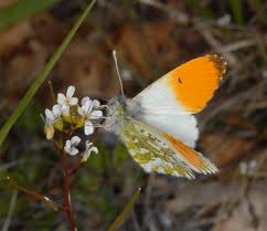 Attēlu rezultāti vaicājumam “Anthocharis cardamines”