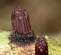 Attēlu rezultāti vaicājumam “Stemonitis axifera spores”