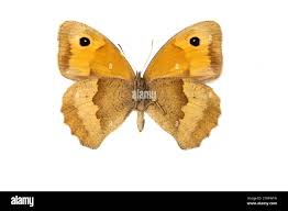 Attēlu rezultāti vaicājumam “Maniola jurtina female”