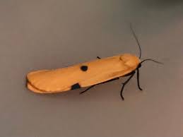 Attēlu rezultāti vaicājumam “Lithosia quadra female”