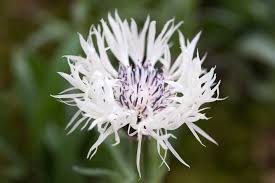 Attēlu rezultāti vaicājumam “Centaurea”