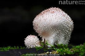 Attēlu rezultāti vaicājumam “Lycoperdon echinatum”