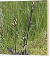 Attēlu rezultāti vaicājumam “Pedicularis sceptrum-carolinum leaf”