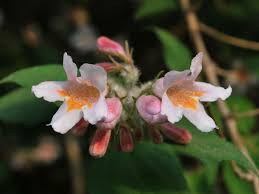Attēlu rezultāti vaicājumam “Caprifoliaceae”