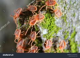 Attēlu rezultāti vaicājumam “Bryobia praetiosa”