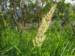 Attēlu rezultāti vaicājumam “Calamagrostis epigeios”